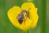 Andrena ranunculi
